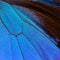 Blue abstract pattern. Wings of the butterfly Ulysses. Closeup. Wings of a butterfly texture background.