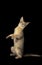 BLUE ABYSSINIAN CAT, ADULT STANDING ON HIND LEGS