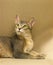 BLUE ABYSSINIAN DOMESTIC CAT, ADULT LAYING DOWN