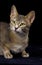 BLUE ABYSSINIAN DOMESTIC CAT, PORTRAIT OF ADULT AGAINST BLACK BACKGROUND