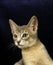 BLUE ABYSSINIAN DOMESTIC CAT, PORTRAIT OF KITTEN