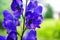 Blue aconitum flower in the garden