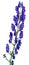 Blue aconitum flower isolated