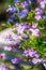 Blue ad white lobelia flowers on the white garden table, close up shot.