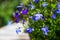 Blue ad white lobelia flowers on the white garden table, close up shot.