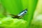 Blue admiral (Kaniska canace) butterfly perched on a plant leaf