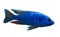 Blue african fish Sciaenochromis fryeri