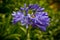 Blue African Lily (Agapanthus Africanus)