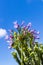 Blue African Lily Agapanthus praecox flowers blue sky background, Kirstenbosch.