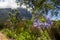 Blue African Lily Agapanthus praecox flowers with mountain background, Kirstenbosch.