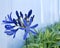Blue African lily blossoming with white wooden background.