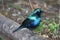 Blue African Starling, purple bird