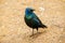 Blue African Starling searching for grains and insects on the savanna in the Kruger National Park in South Africa