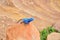 Blue Agama Lizard