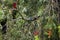 A blue agama lizard on a branch on a bottle brush tree