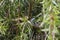 A blue agama lizard on a branch on a bottle brush tree