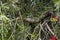 A blue agama lizard on a branch on a bottle brush tree