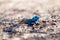 Blue agama reptile in a desert area with a blurred background