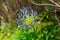 Blue Agapanthus African Lily close-up, elegant in the wild.