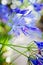 Blue Agapanthus African Lily Flower