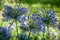 Blue Agapanthus (africanus)