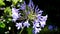 Blue Agapanthus Flower