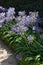 Blue agapanthus, lily of the Nile