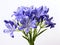 Blue agapanthus is a type of herbaceous plant in the lily family. Generative AI