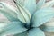 Blue Agave cactus background close up