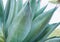 Blue agave close up, plant on the natural background