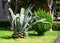 Blue agave with cut off bottom leaves looks like a giant pineapple