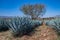 Blue Agave field in Tequila, Jalisco, Mexico