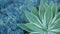 Blue agave leaves, succulent gardening in California USA. Home garden design, yucca century plant or aloe. Natural