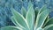 Blue agave leaves, succulent gardening in California USA. Home garden design, yucca century plant or aloe. Natural