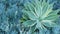 Blue agave leaves, succulent gardening in California USA. Home garden design, yucca century plant or aloe. Natural