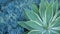 Blue agave leaves, succulent gardening in California USA. Home garden design, yucca century plant or aloe. Natural