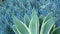 Blue agave leaves, succulent gardening in California USA. Home garden design, yucca century plant or aloe. Natural