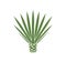 Blue agave logo.  Isolated agave on white background