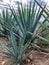 Blue agave plant, ready to make tequila