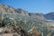 Blue agave plants by the sea. Hilly terrain covered with agave.