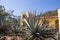 Blue Agave at a Tequila Factory in Jalisco Mexico