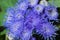 Blue Ageratum