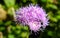 Blue Ageratum flower - violet, hairy flower.