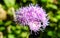 Blue Ageratum flower - violet, hairy flower.