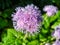 Blue Ageratum flower - violet, hairy flower.