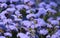 Blue Ageratum houstonianum, Floss Flower