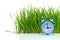 Blue alarm clock with grass