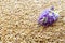 Blue alfalfa flower with seeds as a background. Medicago sativa. Alfalfa seeds and fresh alfalfa flowers. Blue alfalfa