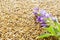 Blue alfalfa flower with seeds as a background. Medicago sativa. Alfalfa seeds and fresh alfalfa flowers. Blue alfalfa