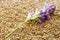 Blue alfalfa flower with seeds as a background. Medicago sativa. Alfalfa seeds and fresh alfalfa flowers. Blue alfalfa